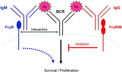 Frontiers | Role Of The IgM Fc Receptor In Immunity And Tolerance